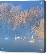Blue Swan Lake Acrylic Print