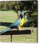 Blue Throat Macaw Acrylic Print