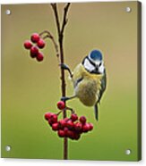 Blue Tit With Hawthorn Berries Acrylic Print