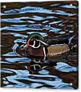 Blue Waters Duck Acrylic Print