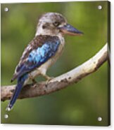 Blue-winged Kookaburra Queensland Acrylic Print