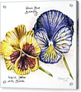Blue Yellow Pansies Acrylic Print