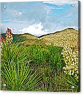 Blue Yucca And Chisos Mountains In Big Bend National Park-texas Acrylic Print