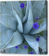 Bluebell And Agave  North America Acrylic Print