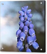 Common Grape Hyacinth Acrylic Print