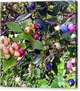 Blueberry Season Acrylic Print