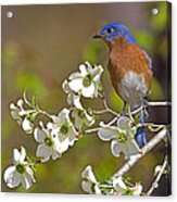 Bluebird And Dogwood Acrylic Print