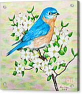 Bluebird And Dogwood Acrylic Print