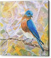 Bluebird - Birds In The Wild Acrylic Print