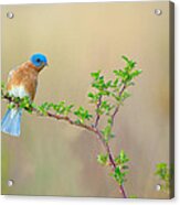 Bluebird Breeze Acrylic Print