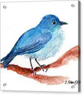 Bluebird Acrylic Print