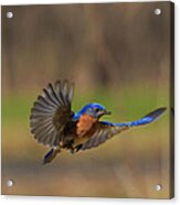 Bluebird In Flight Acrylic Print