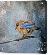 Bluebird In Winter Acrylic Print