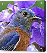 Bluebird Portrait Acrylic Print