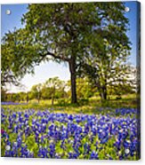 Bluebonnet Meadow Acrylic Print