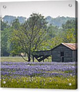 Bluebonnets By The Barn Acrylic Print