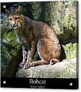 Bobcat Acrylic Print