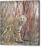 Bobcat Juvenile Emerging From Dry Grass Acrylic Print