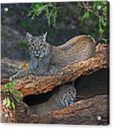 Bobcats At Rest Acrylic Print