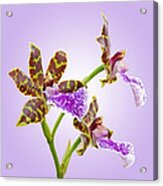 Bold And Beautiful - Zygopetalum Orchid Acrylic Print