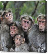 Bonnet Macaques Huddling Western Ghats Acrylic Print