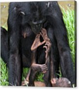 Bonobo Ape Mother And Young Acrylic Print