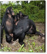 Bonobo Apes Mating Acrylic Print