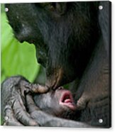 Bonobo Kissing New Newborn Acrylic Print