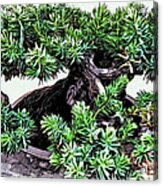 Bonsai Pine Tree Acrylic Print