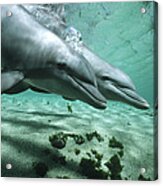 Bottlenose Dolphin Pair Underwater Acrylic Print