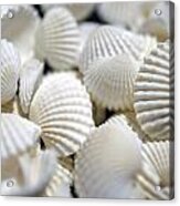Bounty Of Shells Acrylic Print