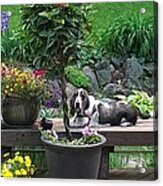 Bowie In The Garden Acrylic Print