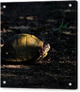 Box Turtle At Sunrise On Old Erbie Road Acrylic Print