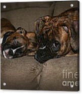 Boxers At Rest Acrylic Print