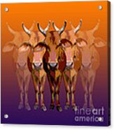 Brahman Cow Acrylic Print