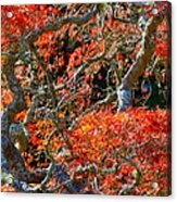 Branches Of Color Acrylic Print