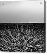Branching Out Acrylic Print