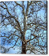 Branching Out Acrylic Print