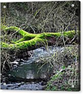 Bridge Acrylic Print