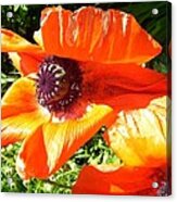 Bright Orange Poppy Acrylic Print