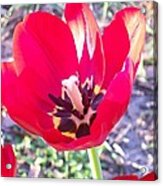 Bright Red Tulip Acrylic Print