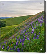 Briones Wildflowers Acrylic Print