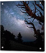 Bristlecone Pine And The Milky Way Acrylic Print