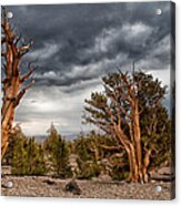 Bristlecones Acrylic Print