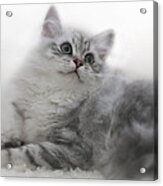 British Longhair Kitten Acrylic Print