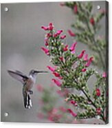 Broad Tail Hummingbird Acrylic Print