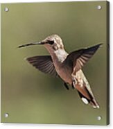 Broad-tailed Hummingbird 1 Acrylic Print