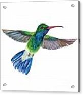 Broadbilled Fan Tail Hummingbird Acrylic Print