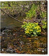 Brook Trout Country Acrylic Print