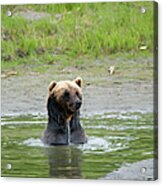 Brown Bear At Alaska Wildlife Acrylic Print